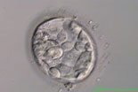 expanding-blastocyst