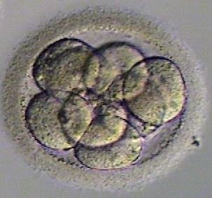 Day 3 Embryo