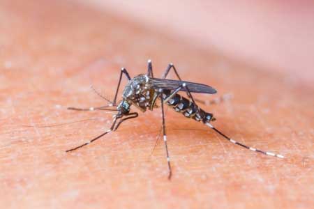 Zika Virus Update From Dr. Silverberg